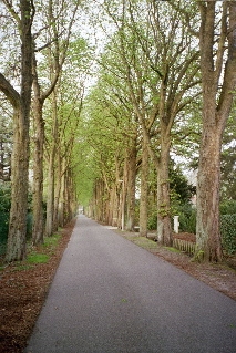 Belgian allée (Somewhere in Kapellen)