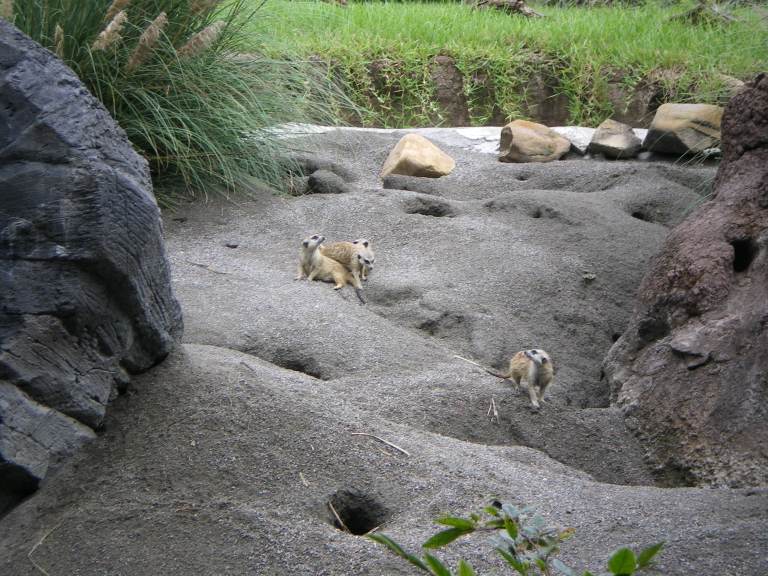 Meerkats